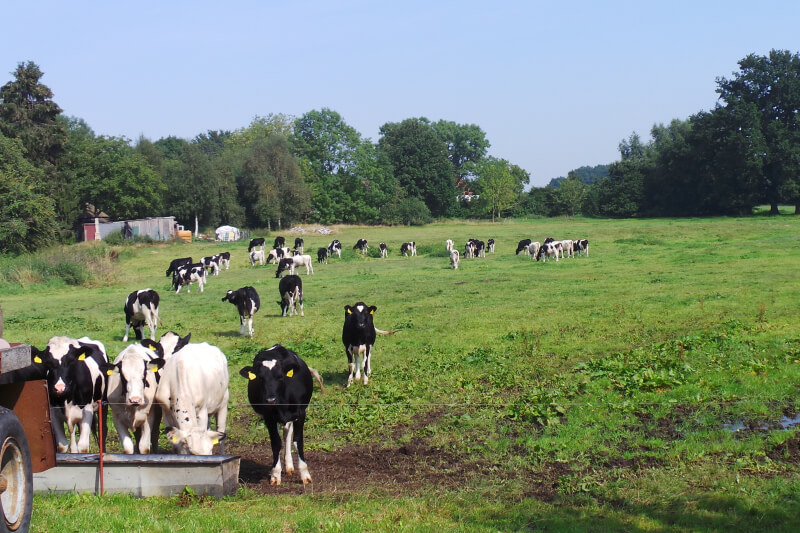 Kühe auf der Weide in Zickhusen OT Drispeth Mecklenburg Unterkünfte am See in Mecklenburg